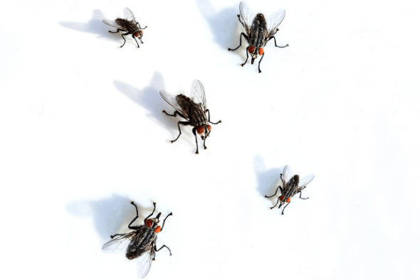 Mouches : comment reconnaître une infestation ?