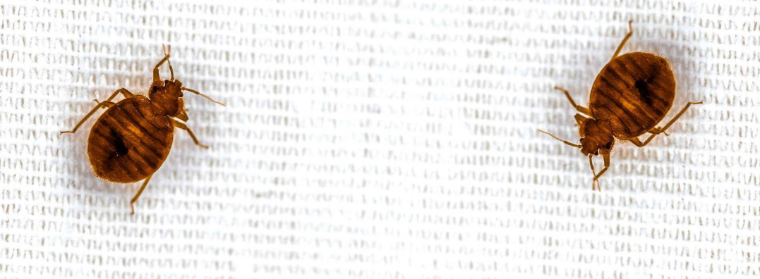 Punaises de lit